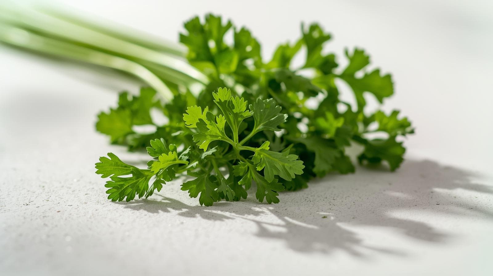 Coriander